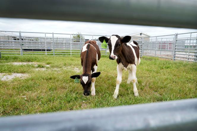 trois personnes ont été infectées par le virus H5N1 sans source de contamination détectée