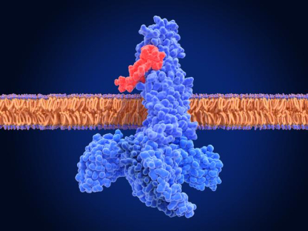 Un antidiabétique pourrait ralentir l'évolution du déclin cognitif dans la maladie d'Alzheimer