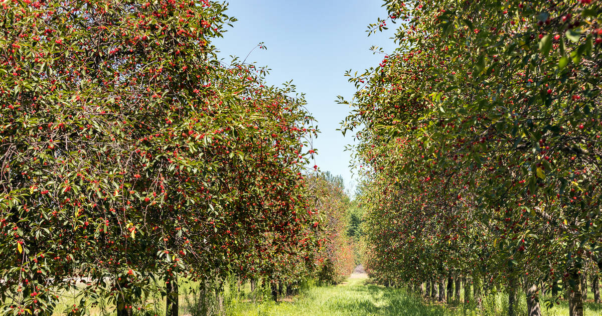 «Un été à soi», d’Ann Patchett, confinement à la ferme