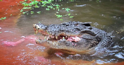 «Un membre chéri de notre famille» : Cassius, le plus grand crocodile en captivité du monde, est mort en Australie