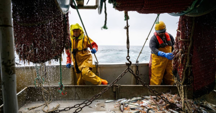 Un tiers des poissons pêchés en France est issu de populations qui peinent à se renouveler