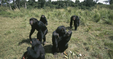 Une étude suisse sur les chimpanzés prouve que les migrations enrichissent leur comportement