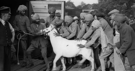 «Une histoire animale du monde» d’Eric Baratay : l’animal dans sa peau