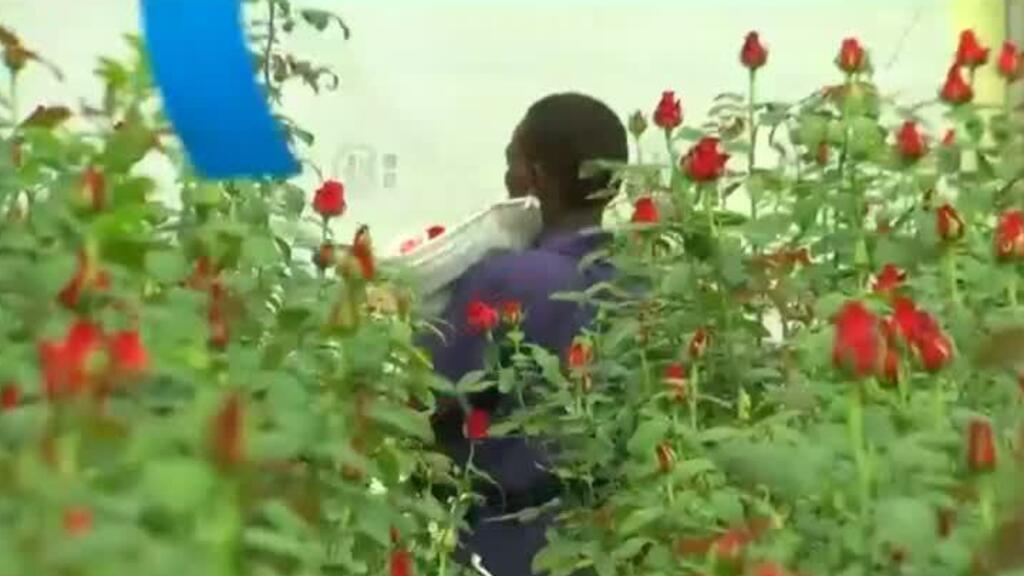 Valentine's Day: Invasive bugs and toxic pesticides hurt Kenya rose exports