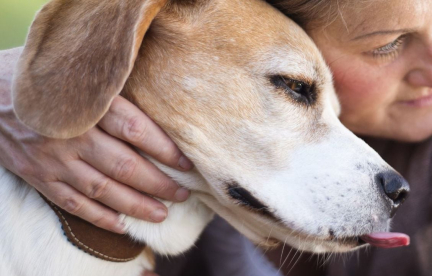 Violences conjugales : « Un choix déchirant »... Pourquoi les animaux de compagnie freinent la fuite des victimes