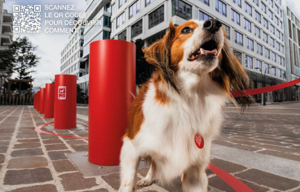 Votre toutou est trop rond ? Avec « Urban Doggy Fit », la SPA lui propose des squats et du gainage