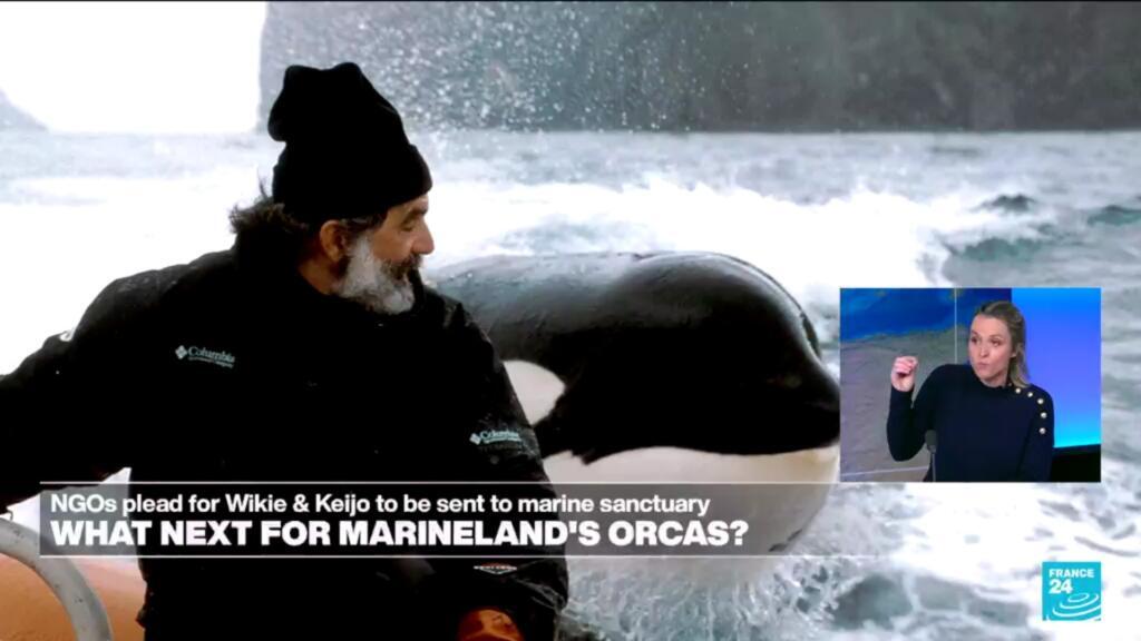 What next for Wikie and Keijo? NGOs call for Marineland’s orcas to be sent to a sanctuary