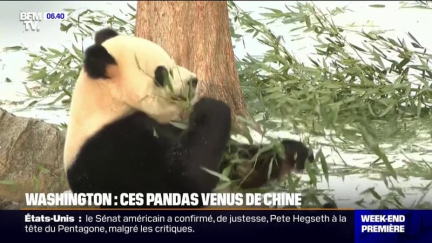 Zoo de Washington: les deux pandas géants venus de Chine présentés au public